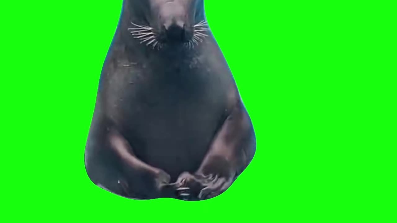 Nervous Seal | Green Screen