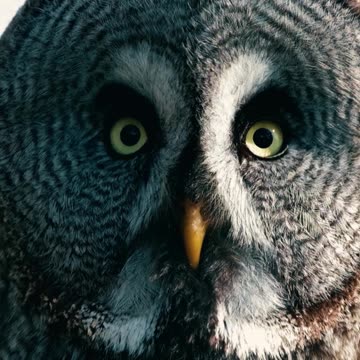 owl videos