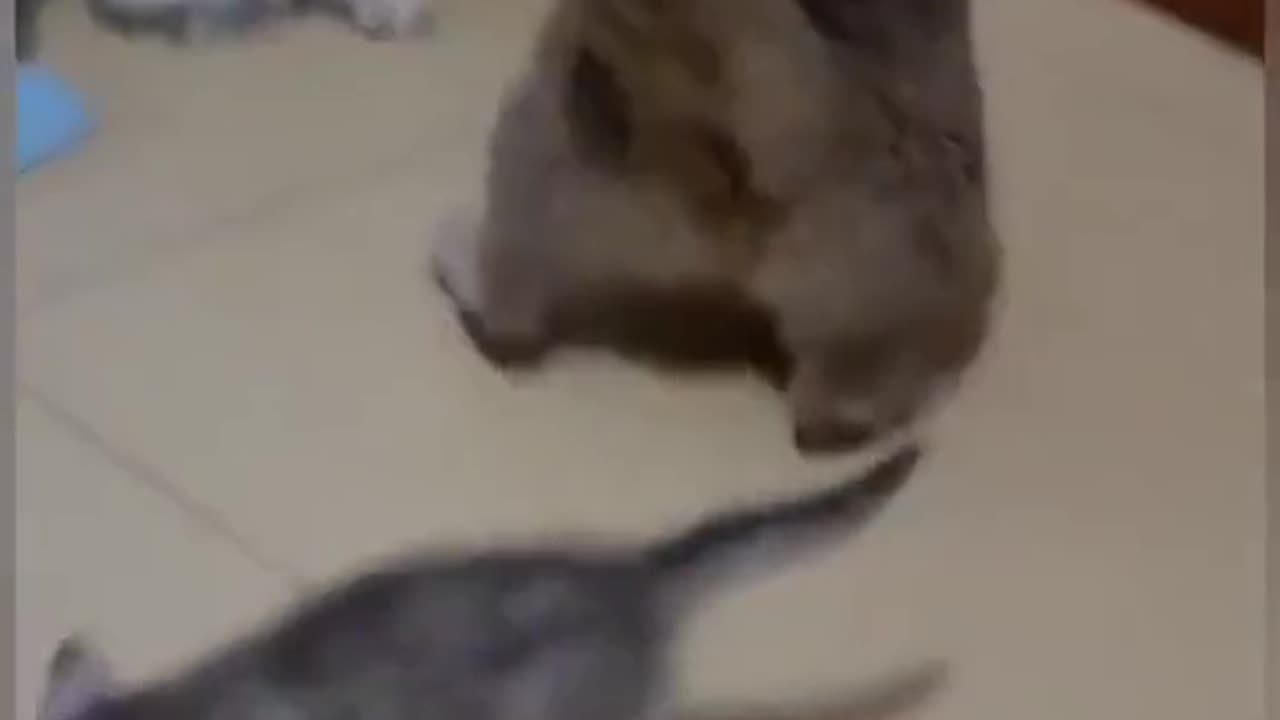 Funny cat videos