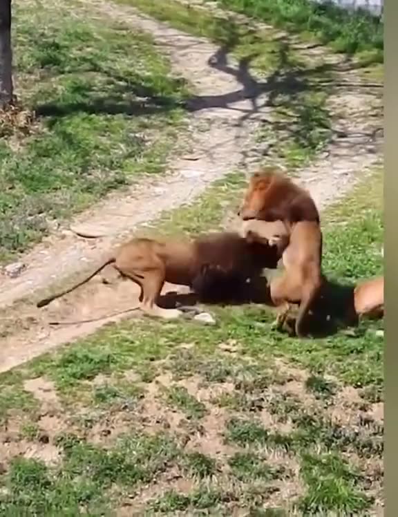 Lions are Fighting Because of Female Lion|بخاطر شیر های ماده میجنگند