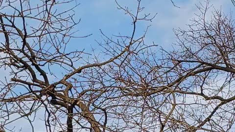 Green parrots