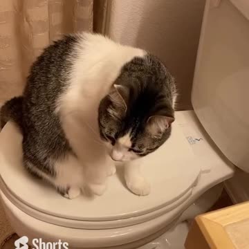 Kylo sittin’ on the toilet #CatFunny #CatShort