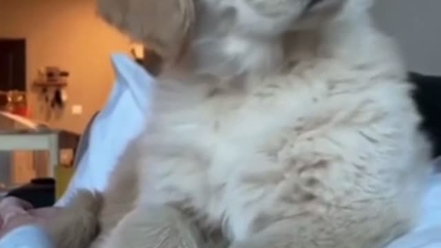 dog reacts to squeaky toy