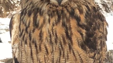 Great eagle owl