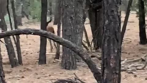 Short Lived Escape for Unlucky Elk