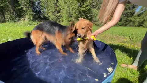 Dogs.a pool.# party# splash"#day