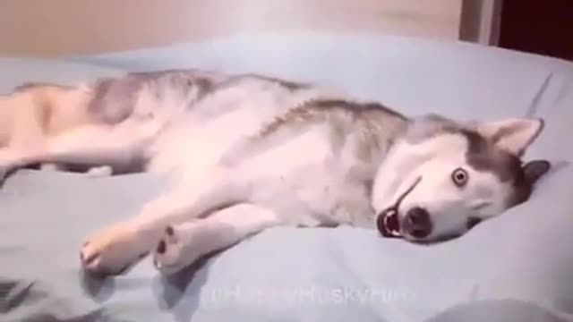 The dog goes to sleep