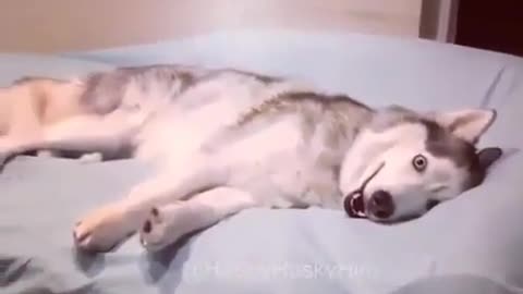 The dog goes to sleep