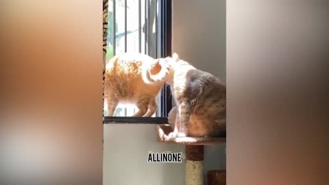 Funniest Animals 2023 😂 Funniest Cats and Dogs 😺🐶 Part 2 | ALLINONE