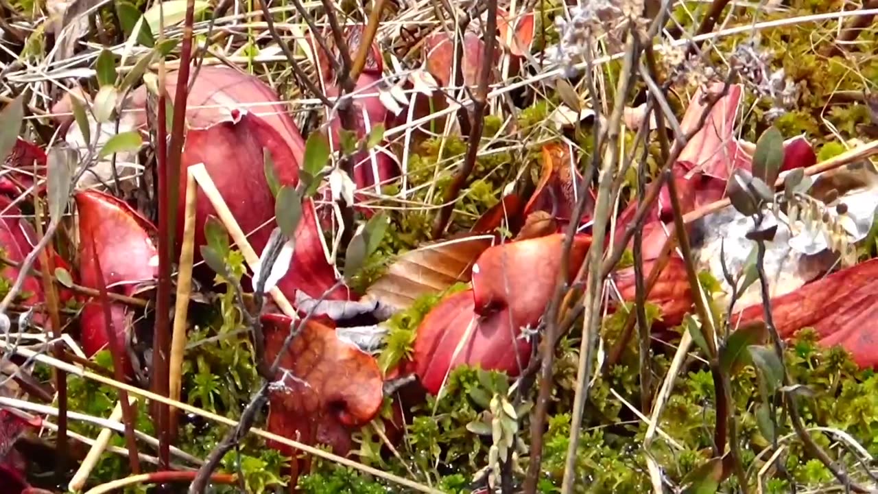 Pitcher Plants