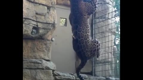 What's this leopard doing biting the clinker frame?