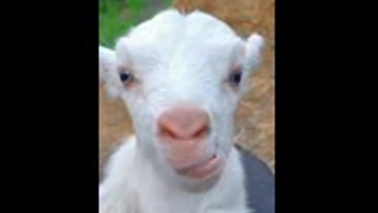 goat's kid sound #shorts #viral #animals #petlover #animalsounds #shortsvideo #ytshorts #viralvideo