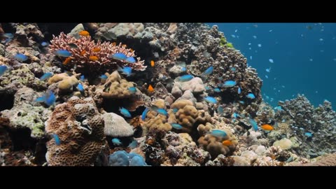 Beautiful fish of the Pacific Ocean HDR