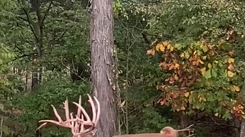 The most fascinating thing is its horns