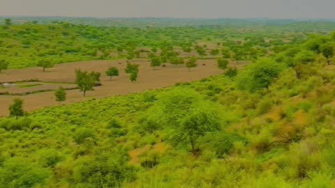 Beauty of Tharparkar desert after rain