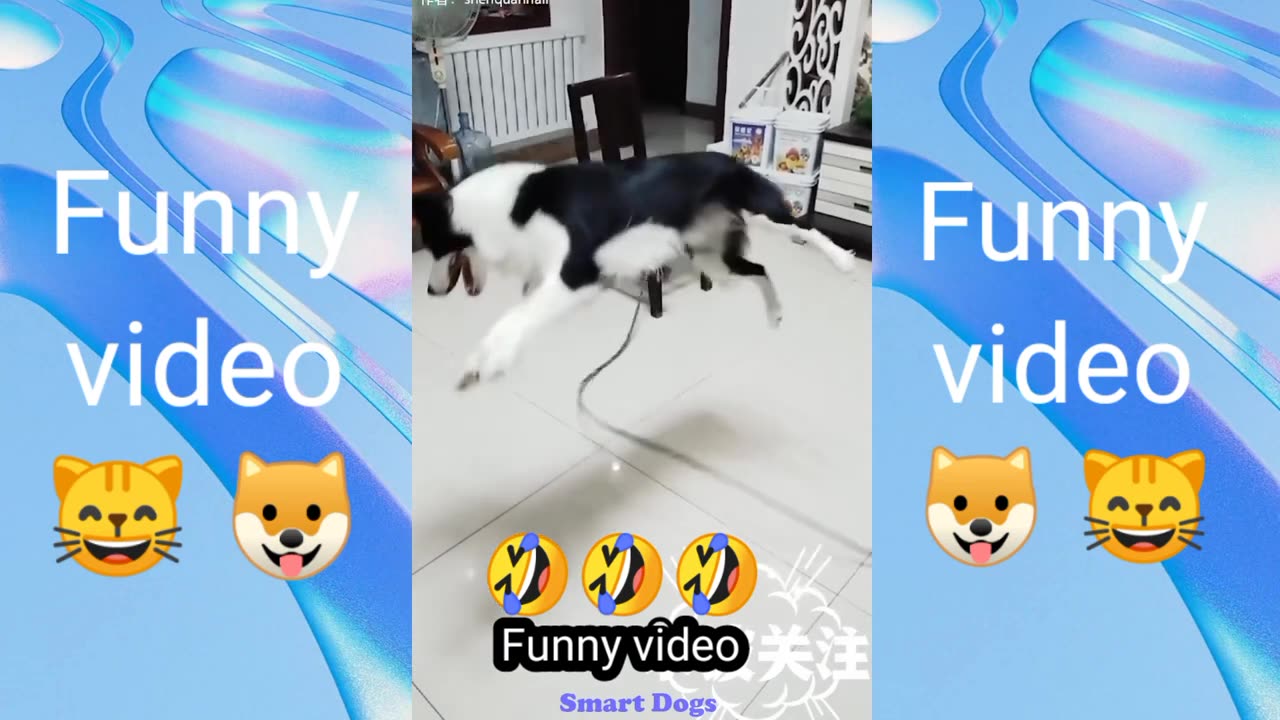 Funny cats 2024