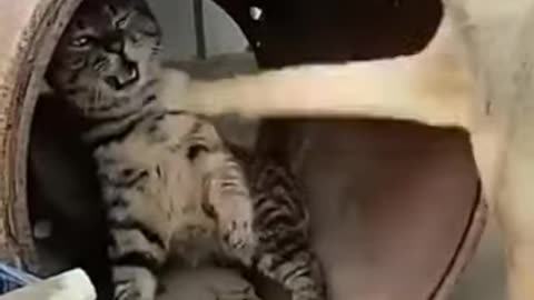 Funny Cats 🤣 videos #cat #shorts #viral