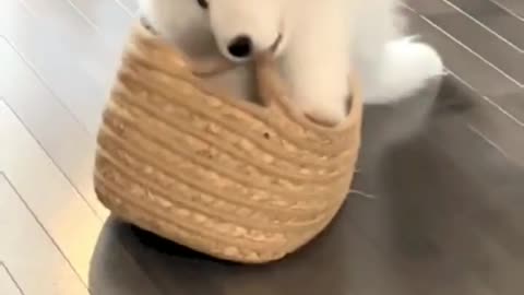 Cute Dog plays with basket