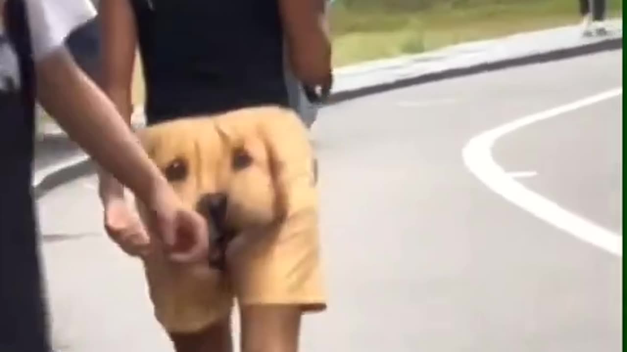 #funnyvideo