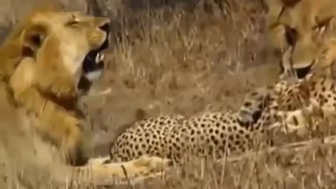 Lion vs Cheetah