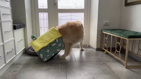 Golden Retriever Decided that this Cat House is for Him