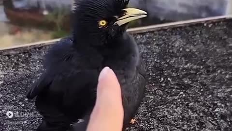 Crow performs an amazing duet with man 与乌鸦二重唱