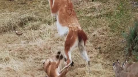 Lion and guanaco amazing video clip