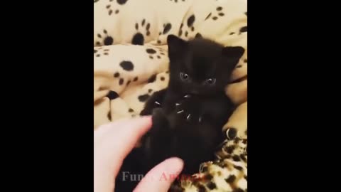 So many cute kittens videos compilation 2018