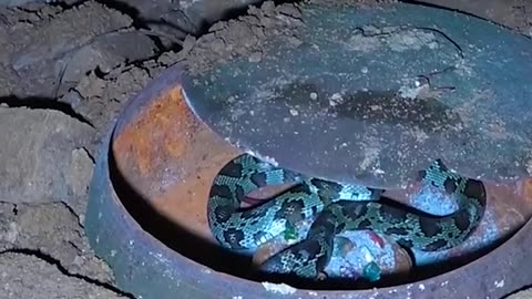 The serpent guards the treasure