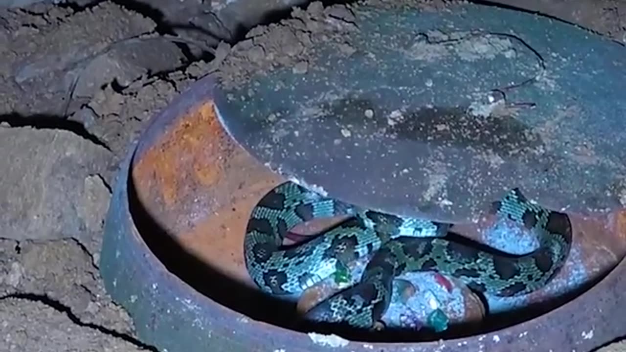 The serpent guards the treasure