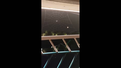 Be persistent and patient like a spider, and you will lure the luck into your nets!
