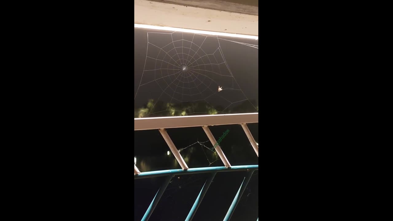 Be persistent and patient like a spider, and you will lure the luck into your nets!