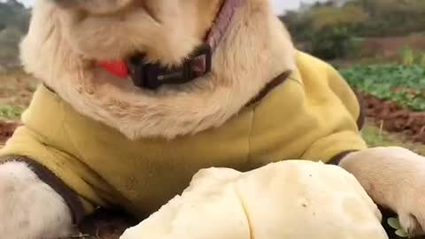 My dog is eating sweet potatoes, so cute