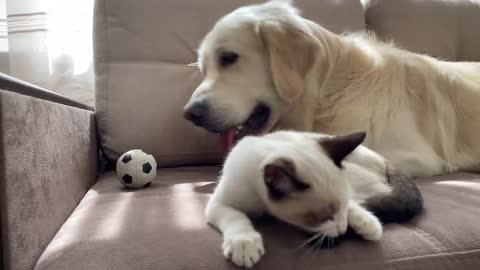The Funniest Golden Retriever and Kitten Fighting for the Ball