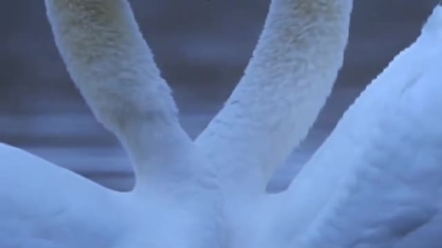Elegant Swan, love each other