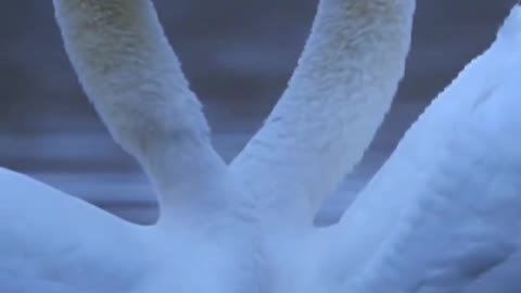 Elegant Swan, love each other