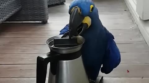 Super cute and funny parrots