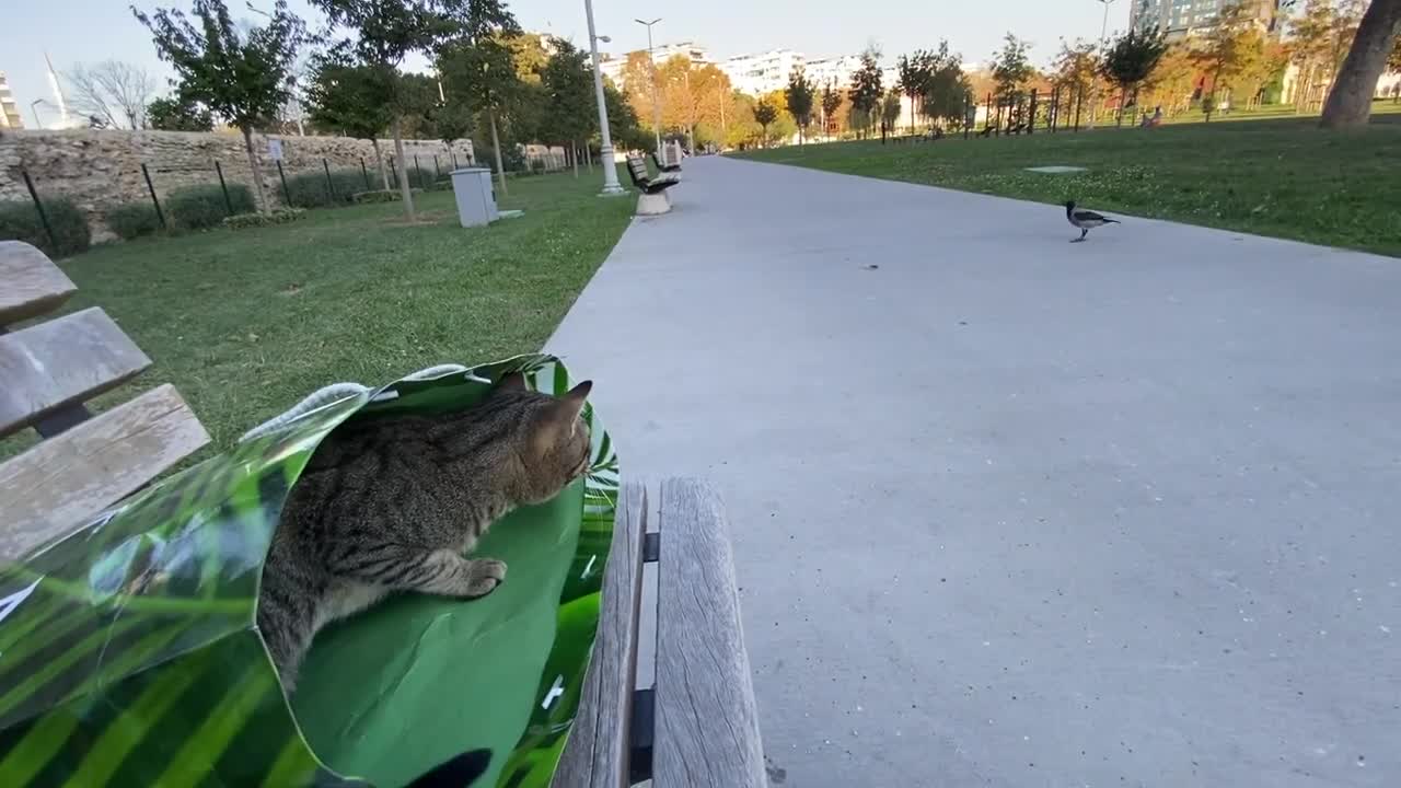 Stray Cat Climbs into Person's Bag.