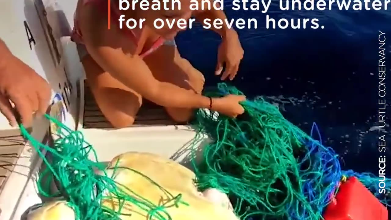 Boaters Drop Everything To Save Turtle Trapped In Net | The Dodo