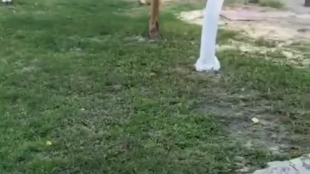 Funny fight between dog and cat