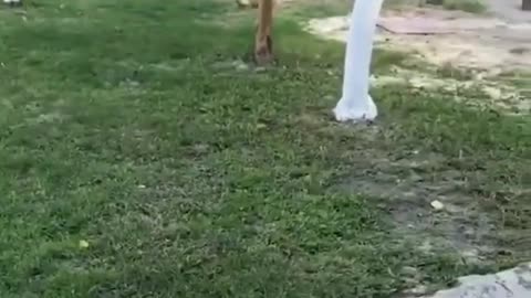 Funny fight between dog and cat