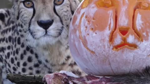 Big Kitties & pumpkins