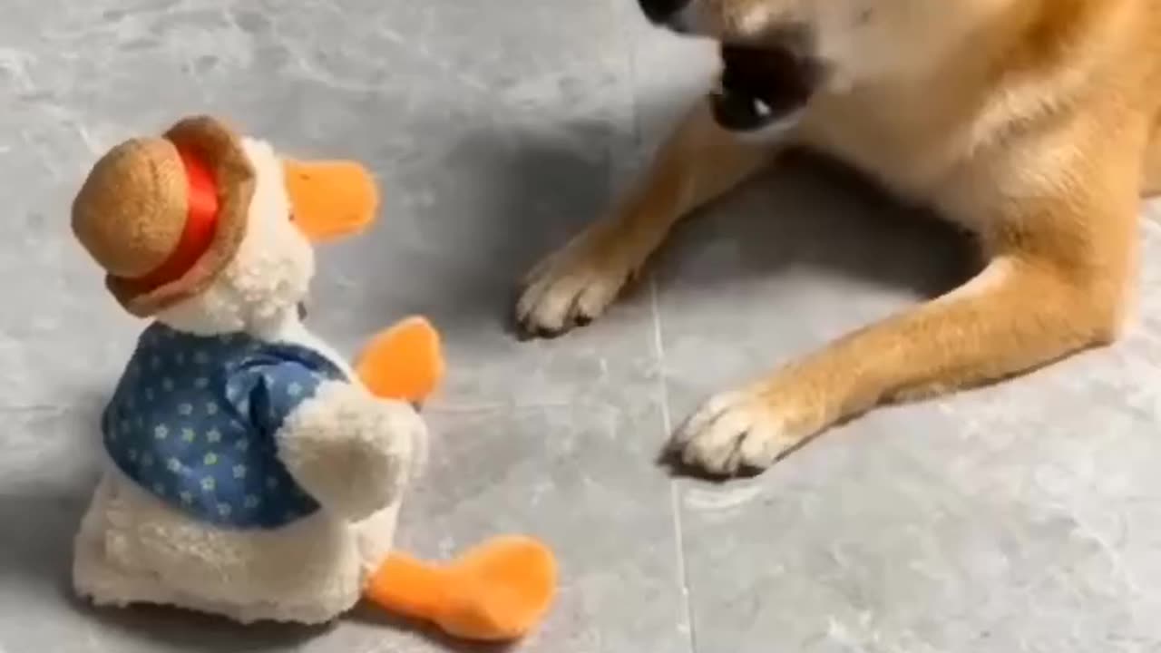 "The cutest dog playing with a toy doll at home