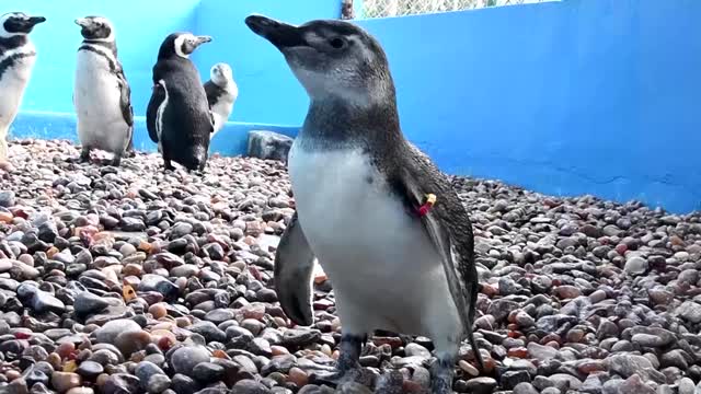 Twelve penguins freed after rehabilitation in Argentina