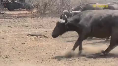 Animal intresting video 😱😱. || Lion versus buffalo action scene