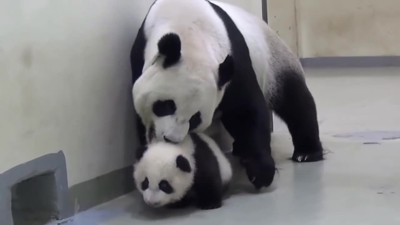 THE CUTEST BABY PANDA #1