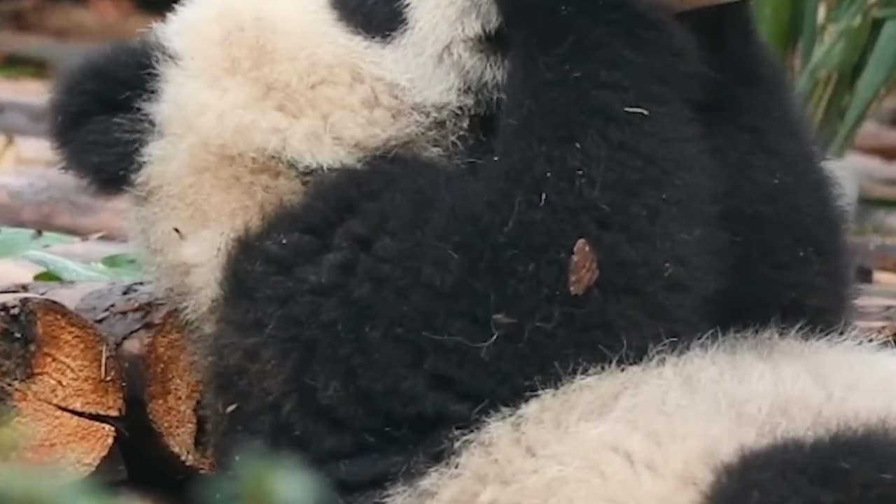 Wherever There Is Bottled Milk There Are Baby Pandas iPanda shorts