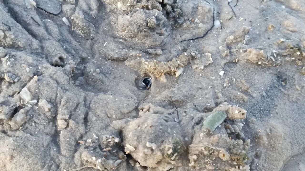 Digging Up A Giant Clam