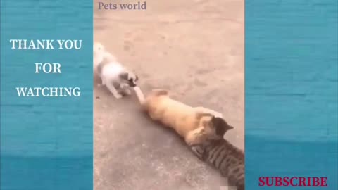 Funny animals And Cute Pets