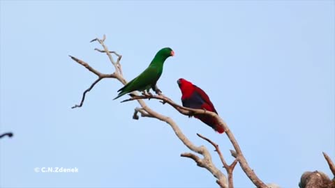 typical ecuadorian bird